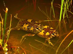 134-Notoden bennettii